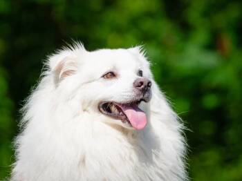 Kemo Sabe -  American Eskimo Dog Dog for Adoption in Pointe-fortune, Quebec - Kemo Sabe | PetCurious