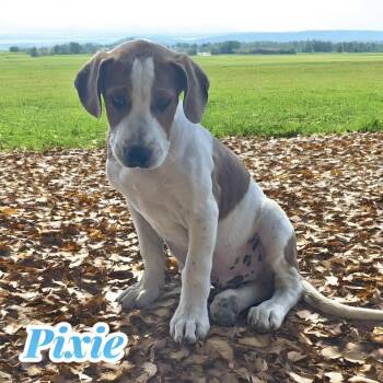 Rescue Basset Hound Dogs for Adoption in Chuckey, Tennessee - Pixie - SC | PetCurious