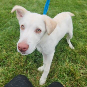 Farkle -  German Shepherd Dog Dog for Adoption in Fort Wayne, Indiana - Farkle | PetCurious