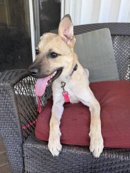 Shepherd Dogs Available for Adoption in West Palm Beach, Florida - Raina | PetCurious