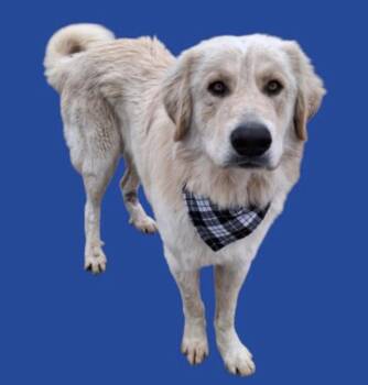 Great Pyrenees Dogs Available for Adoption - Benjamin -- URGENT! LONGTIME RESIDENT! | PetCurious