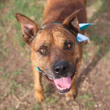 TEMPLE -  Terrier Dog for Adoption in San Antonio, Texas - TEMPLE | PetCurious