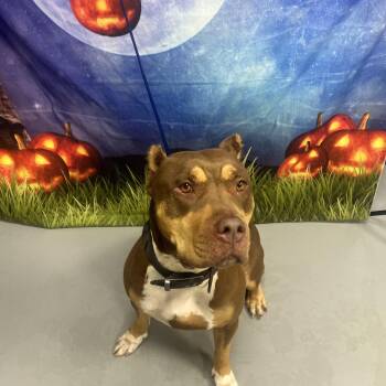 AC-PENDING "Selina" -  American Bully Dog for Adoption in Conyers, Georgia - AC-PENDING "Selina" | PetCurious