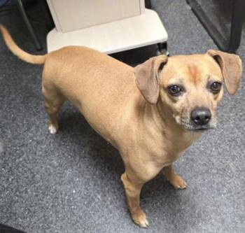 Olive -  Chihuahua and Mixed Breed Dog for Adoption in Roseville, California - Olive | PetCurious