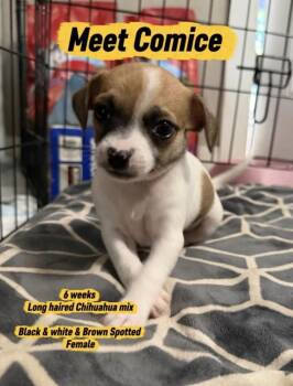 Comice -  Chihuahua Dog for Adoption in Vancouver, Washington - Comice | PetCurious