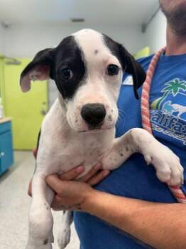 Boston Terrier and Border Collie Dogs Available for Adoption in Daytona Beach, Florida - Water Clover - P | PetCurious