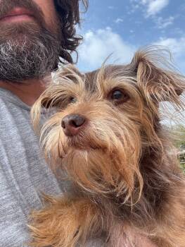 Rescue Yorkshire Terrier and Mixed Breed Dogs for Adoption in Thomasville, Alabama - Oscar | PetCurious