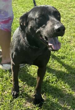 Labrador Retriever Dogs Available for Adoption in Troy, Alabama - Hermoine | PetCurious