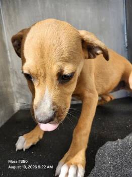 1 PUPPY -  Terrier Dog for Adoption in San Antonio, Texas - 1 PUPPY | PetCurious