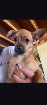 Salem -  Chihuahua and Pug Dog for Adoption in Mojave, California - Salem | PetCurious