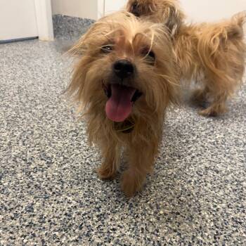 Yorkshire Terrier and Maltese Dogs Available for Adoption in Great Falls, Montana - Arlo | PetCurious