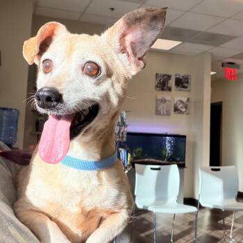 Chihuahua Dogs Available for Adoption in Columbus, Georgia - Burt | PetCurious