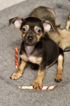Leelee -  Chihuahua Dog for Adoption in Tucson, Arizona - Leelee | PetCurious