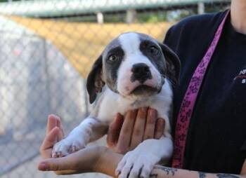 Retriever and American Bulldog Dogs Available for Adoption in Brunswick, Georgia - Hot Dog | PetCurious