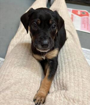 Labrador Retriever and Mixed Breed Dogs Available for Adoption - Jett | PetCurious