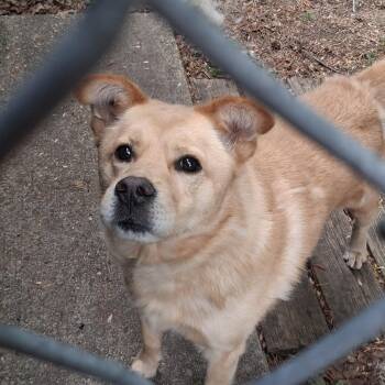 Chow Chow and Golden Retriever Dogs Available for Adoption in Onancock, Virginia - Iggy | PetCurious