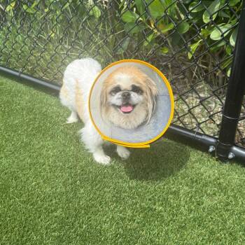 Lilah 0474 -  Pekingese Dog for Adoption in Loxahatchee Groves, Florida - Lilah 0474 | PetCurious