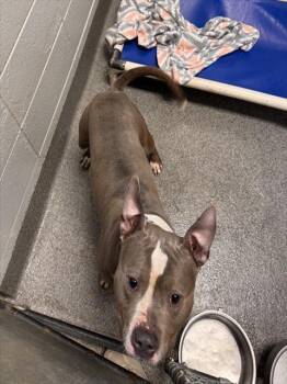 Pit Bull Terrier and Mixed Breed Dogs Available for Adoption - RAYMOND | PetCurious