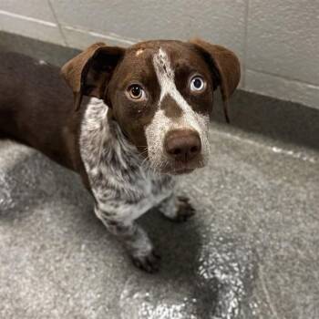 German Shorthaired Pointer Dogs Available for Adoption - SPREE | PetCurious