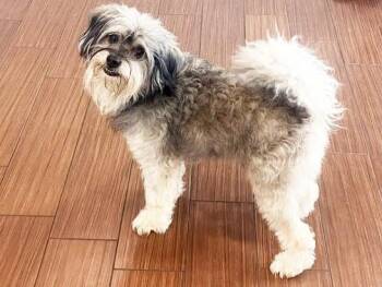 SCAMP -  Schnauzer and Yorkshire Terrier Dog Available for Adoption in Fort Lauderdale, Florida - SCAMP | PetCurious