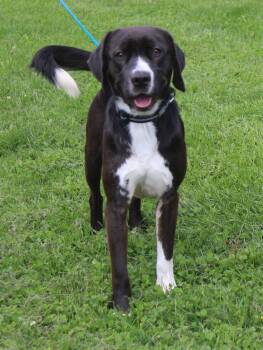 Mason (12260) -  Labrador Retriever Dog for Adoption in Heath, Ohio - Mason (12260) | PetCurious