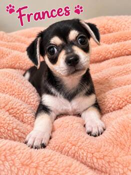 Frances -  Pug and Chihuahua Dog for Adoption in Liverpool, Texas - Frances | PetCurious