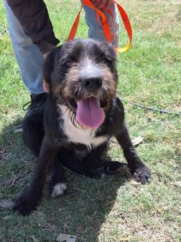 Airedale Terrier and Standard Schnauzer Dogs Available for Adoption in Austin, Texas - Scooby | PetCurious