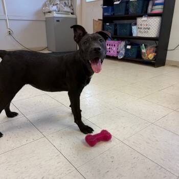 Rescue Mixed Breed Dogs for Adoption in Jacksonville, Arkansas - Diane | PetCurious