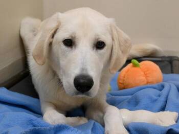 Rescue Great Pyrenees Dogs for Adoption in Portland, Oregon - Clyde | PetCurious