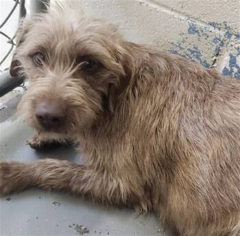 Terrier and Mixed Breed Dogs Available for Adoption - KOA | PetCurious