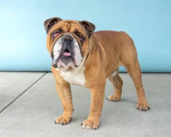 English Bulldog Dogs Available for Adoption in Pasadena, California - CARTER | PetCurious