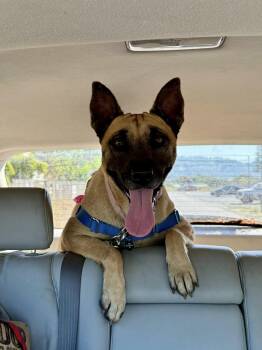 Rescue Belgian Shepherd Malinois Dogs for Adoption in Santa Rosa, California - Greta | PetCurious