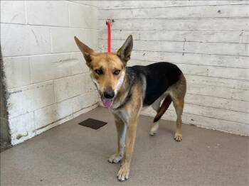 Rescue German Shepherd Dog Dogs for Adoption in San Bernardino, California - TINA | PetCurious