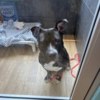 Raising Canes -  Mixed Breed Dog for Adoption in Philadelphia, Pennsylvania - Raising Canes | PetCurious
