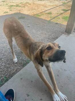 Guy -  Mixed Breed Dog for Adoption in Pomeroy, Ohio - Guy | PetCurious