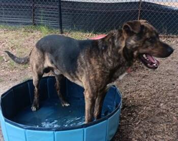 Lake(HW+) -  Mountain Cur and Mixed Breed Dog for Adoption in Conway, South Carolina - Lake(HW+) | PetCurious