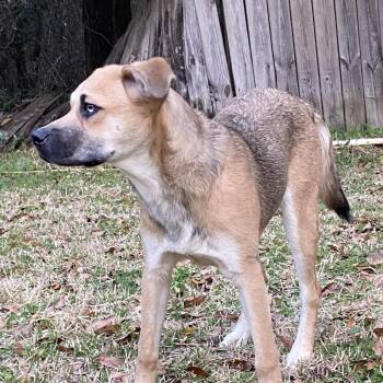 DAHLIA -  Border Collie and Mixed Breed Dog for Adoption in Quincy, Florida - DAHLIA | PetCurious