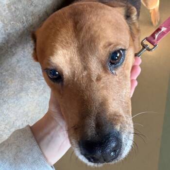 Rescue Mixed Breed Dogs for Adoption in Winston-salem, North Carolina - Ray | PetCurious