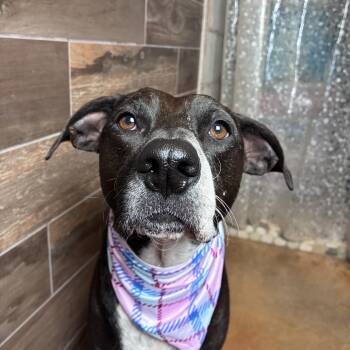 Mia -  Mixed Breed Dog Available for Adoption in Hondo, Texas - Mia | PetCurious