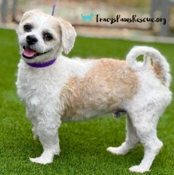 Rescue Lhasa Apso and Shih Tzu Dogs for Adoption in Hondo, Texas - Odie - Handsome Tan And White Boy | PetCurious