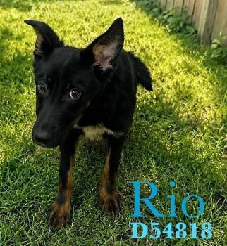 German Shepherd Dog Dogs Available for Adoption in Clarksville, Tennessee - Rio | PetCurious
