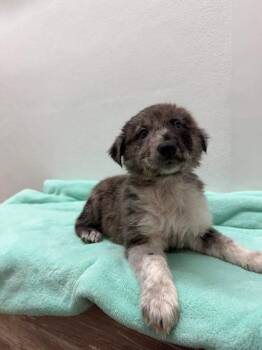 Shepherd and Mixed Breed Dogs Available for Adoption - Slash | PetCurious
