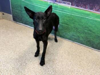 PIXIE -  Belgian Shepherd Laekenois and Mixed Breed Dog for Adoption in Doral, Florida - PIXIE | PetCurious