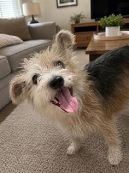 Lita -  Yorkshire Terrier and Cairn Terrier Dog Available for Adoption in Tifton, Georgia - Lita | PetCurious
