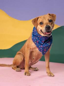 Mary Puppins -  Mixed Breed Dog for Adoption in Atlanta, Georgia - Mary Puppins | PetCurious