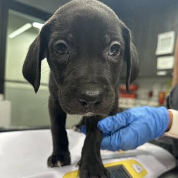 Amelia -  Hound and Mixed Breed Dog for Adoption in Tampa, Florida - Amelia | PetCurious