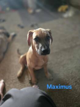 Rescue Terrier Dogs for Adoption in Waterloo, Iowa - Maximus | PetCurious