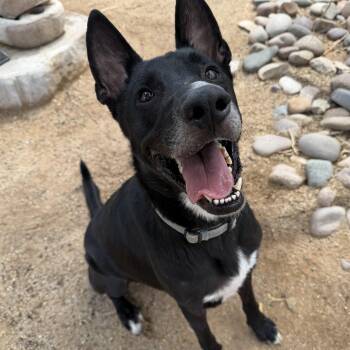 Tito -  German Shepherd Dog Dog for Adoption in Oro Valley, Arizona - Tito | PetCurious