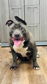 Bertha -  Pit Bull Terrier Dog for Adoption in Syosset, New York - Bertha | PetCurious