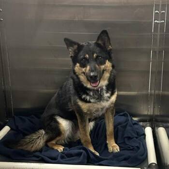 Bex -  Mixed Breed Dog for Adoption in Knoxville, Tennessee - Bex | PetCurious